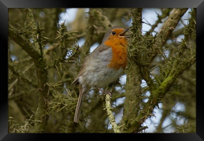 Robin Singing in the Trees Framed Print by Bill Simpson