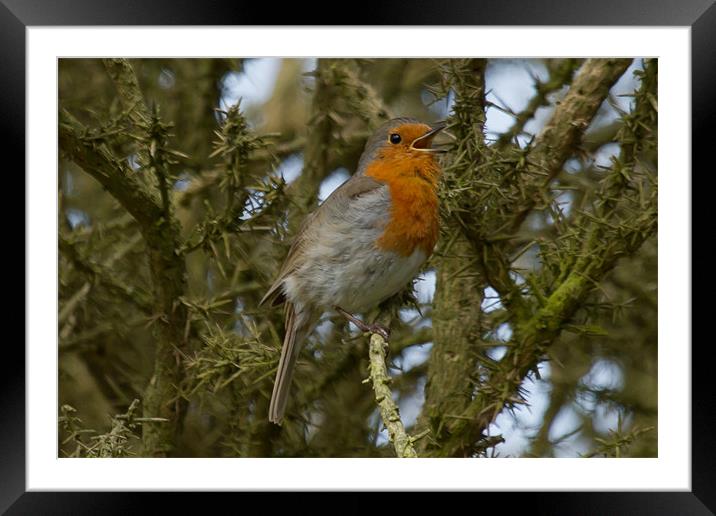 Robin Singing in the Trees Framed Mounted Print by Bill Simpson
