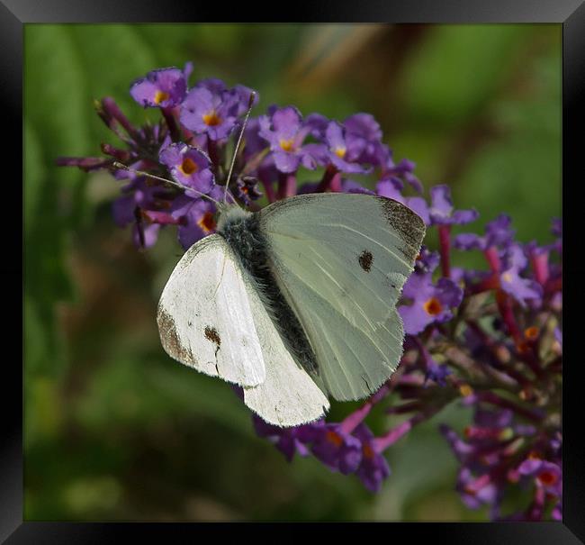 Large White Butterfly Framed Print by Bill Simpson