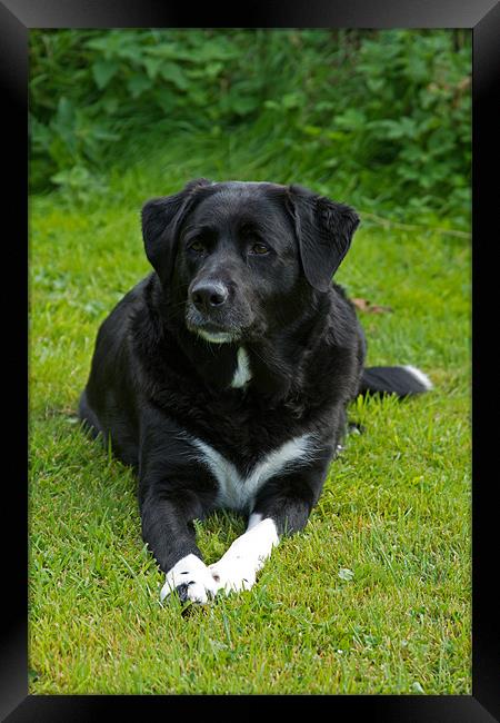 Pepsi the Cross Labrador Collie Framed Print by Bill Simpson