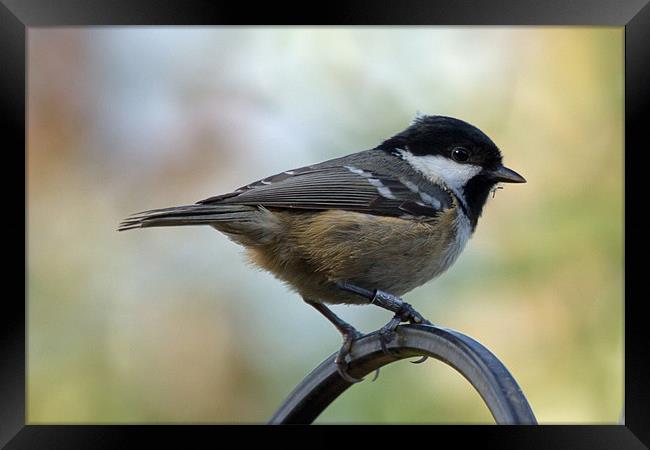 Coal Tit Parus Ater Framed Print by Bill Simpson