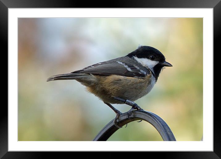 Coal Tit Parus Ater Framed Mounted Print by Bill Simpson
