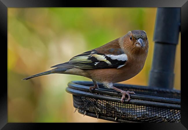 Chaffinch on feeder Framed Print by Bill Simpson