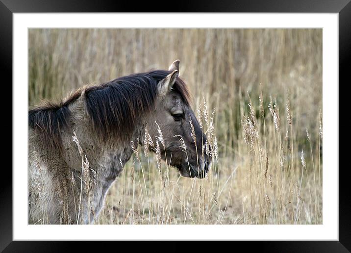 Konik Pony Portrait Framed Mounted Print by Bill Simpson