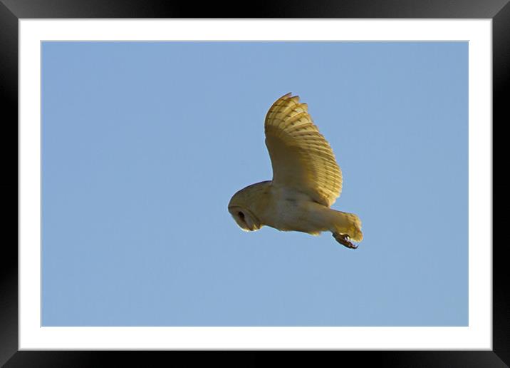 Barn Owl Hunting Framed Mounted Print by Bill Simpson