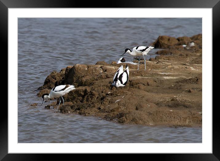 Three Avocets Framed Mounted Print by Bill Simpson