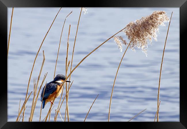 Kingfisher in reeds Framed Print by Bill Simpson