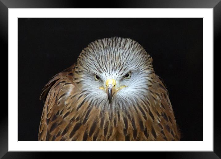 Red Kite Portrait Framed Mounted Print by Bill Simpson