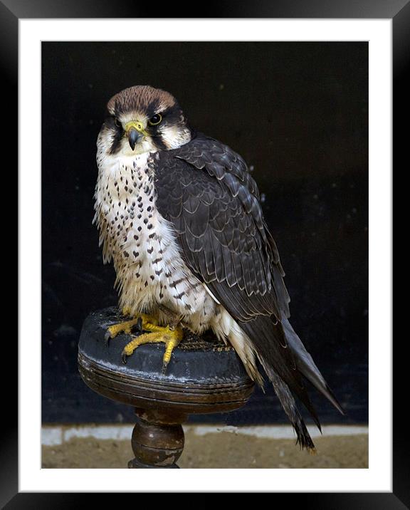 Lanner Falcon #2 Framed Mounted Print by Bill Simpson