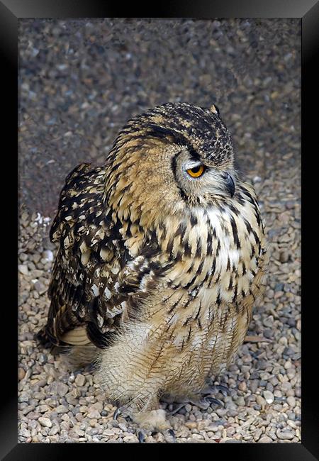 Eurasian Eagle-Owl Framed Print by Bill Simpson