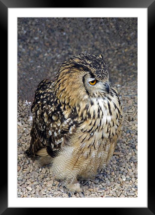 Eurasian Eagle-Owl Framed Mounted Print by Bill Simpson