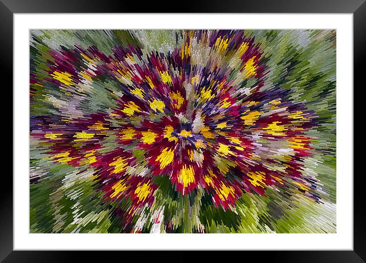 Abstract Primula Framed Mounted Print by Bill Simpson