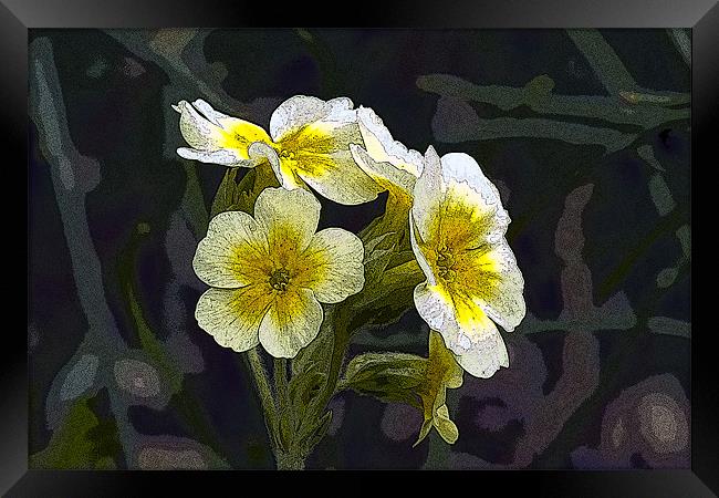 Yellow and White Primula Framed Print by Bill Simpson
