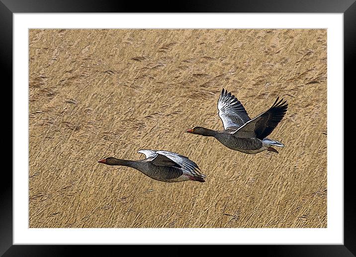 Greylag Goose Poster Edge Framed Mounted Print by Bill Simpson