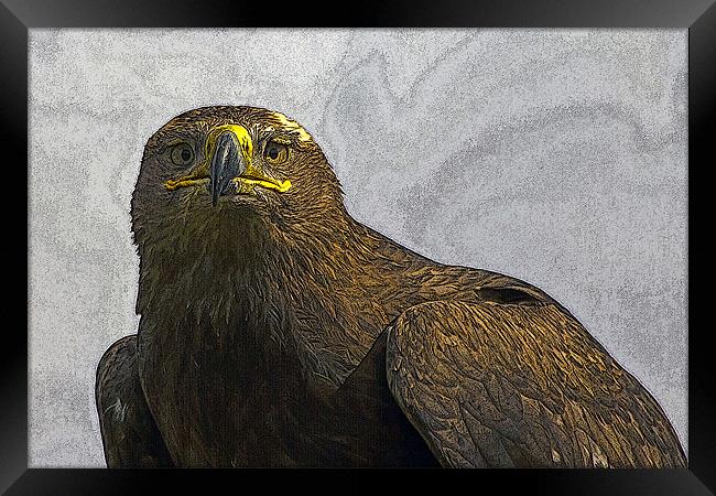 Golden Eagle Portrait with texture Framed Print by Bill Simpson