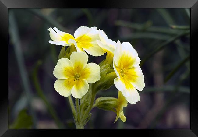 Yellow and White Primula Framed Print by Bill Simpson