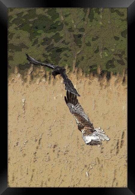 Marsh Harrier and Crow Framed Print by Bill Simpson