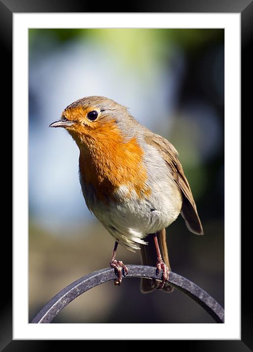 Robin Portrait 1 Framed Mounted Print by Bill Simpson