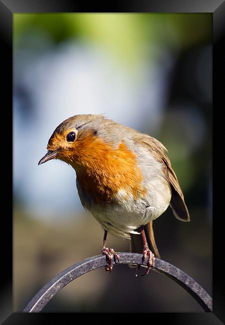 Robin Portrait 2 Framed Print by Bill Simpson