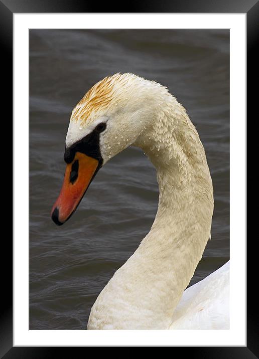 Mute Swan Portrait Framed Mounted Print by Bill Simpson