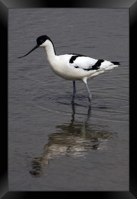 Avocet Reflected at Titchwell Framed Print by Bill Simpson