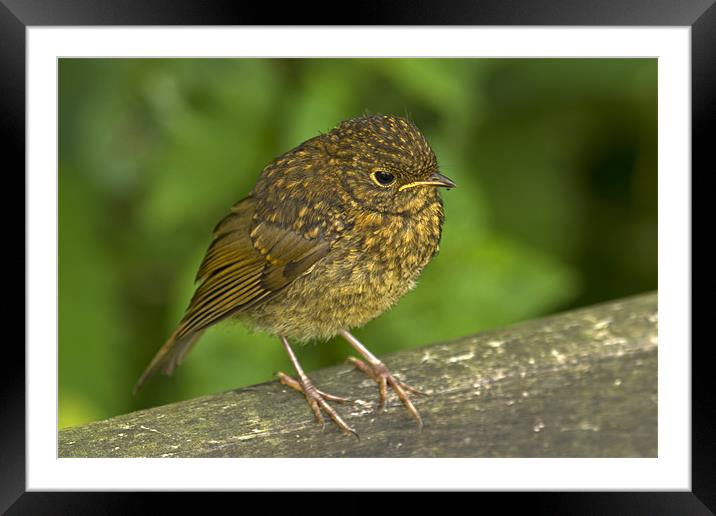 Robin Chick Portrait Framed Mounted Print by Bill Simpson