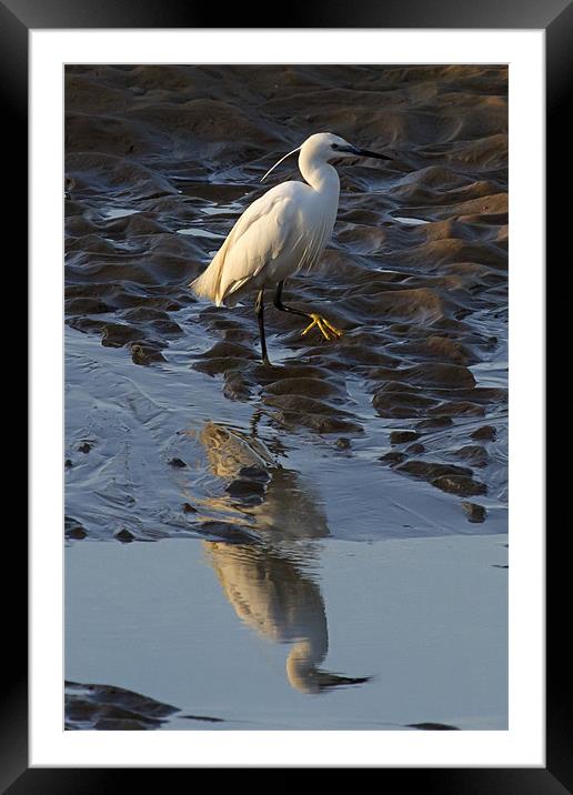 Little Egret Reflected Framed Mounted Print by Bill Simpson