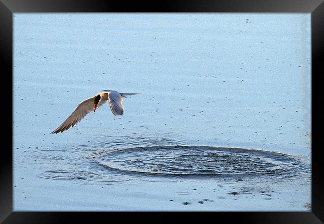 Common Tern Fishing Watercolour Effect Framed Print by Bill Simpson