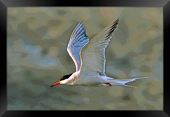 Common Tern Watercolour Texture 2 Framed Print by Bill Simpson