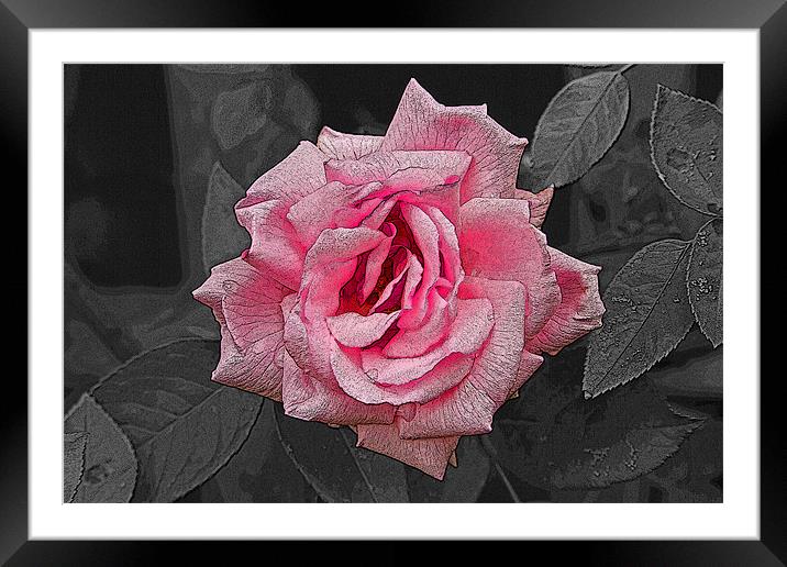 Single Pink Rose with texture Framed Mounted Print by Bill Simpson