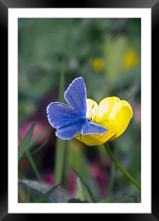 Common Blue Butterfly and Buttercup Framed Mounted Print by Bill Simpson