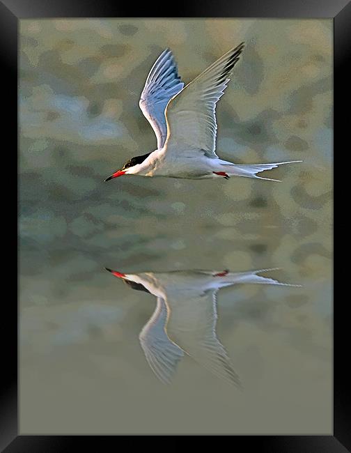 Common Tern Watercolour Texture 3 Framed Print by Bill Simpson