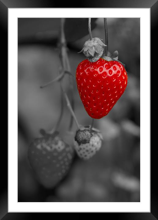 Single Red Strawberry Framed Mounted Print by Bill Simpson