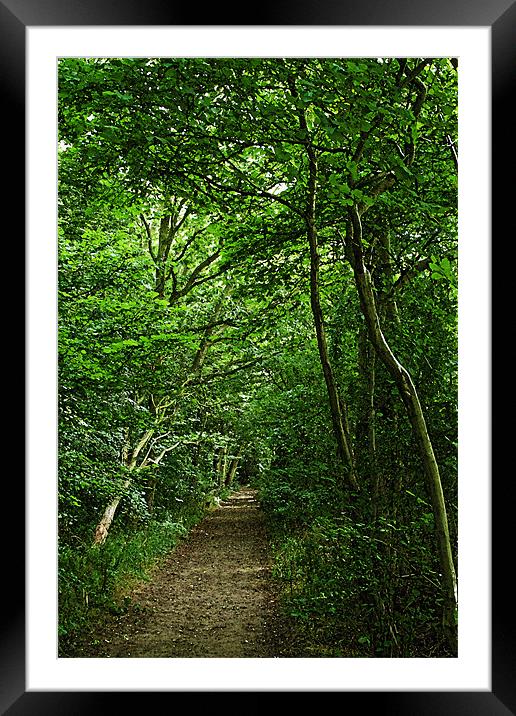 Suffolk Woodland Path Framed Mounted Print by Bill Simpson