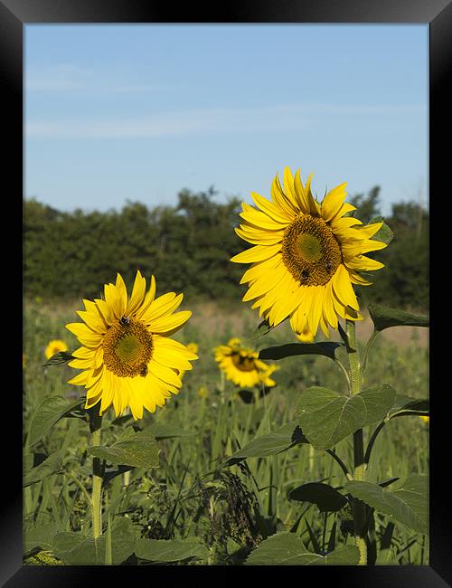 Sunflowers and Bees Framed Print by Bill Simpson