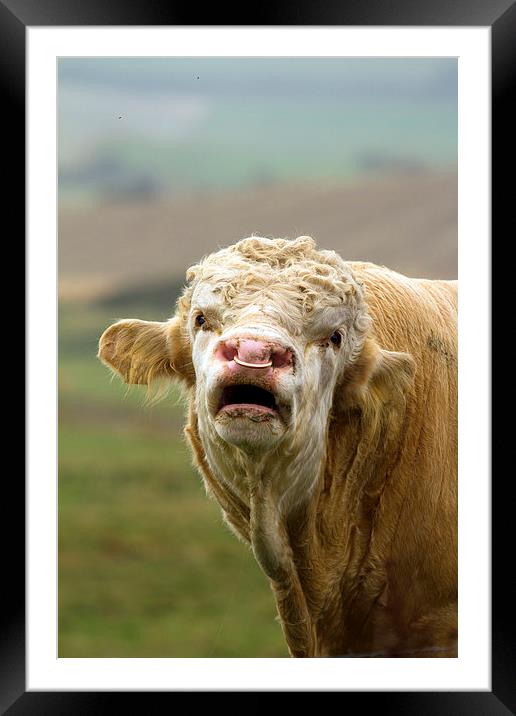 Portrait of a Bull Calling Framed Mounted Print by Bill Simpson