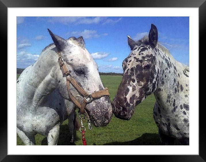 Appaloosa Horses Framed Mounted Print by Bill Simpson