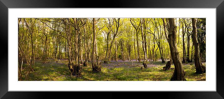 Reydon Woods and Bluebells 1 Framed Mounted Print by Bill Simpson
