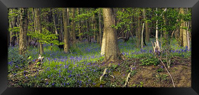 Reydon Woods and Bluebells 2 Framed Print by Bill Simpson
