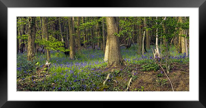 Reydon Woods and Bluebells 2 Framed Mounted Print by Bill Simpson
