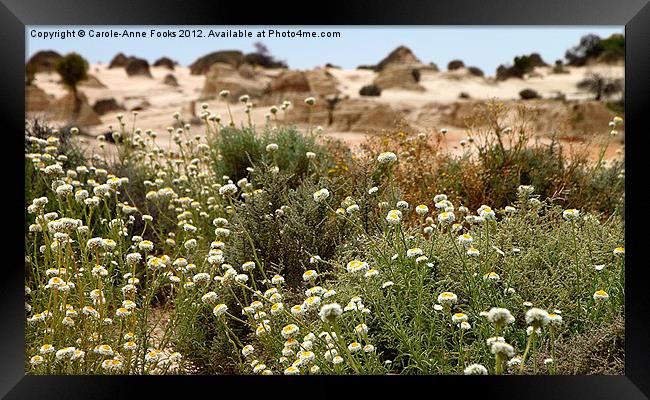 Wildflowers at Mungo Framed Print by Carole-Anne Fooks