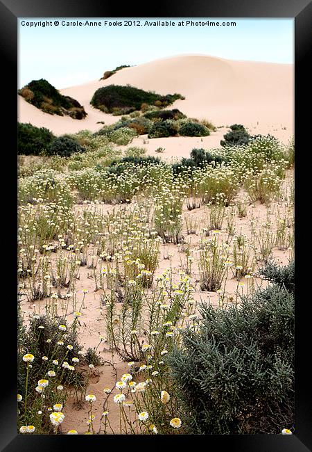 Dunes & Wildflowers at Mungo Framed Print by Carole-Anne Fooks
