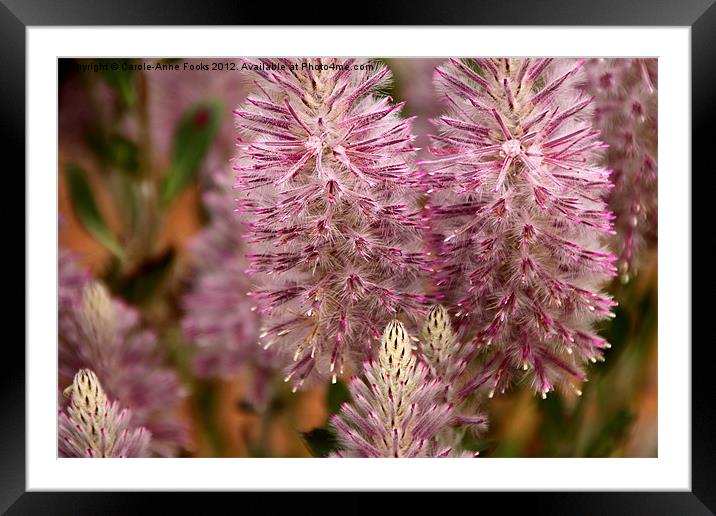 Mulla Mulla Wildflowers Framed Mounted Print by Carole-Anne Fooks