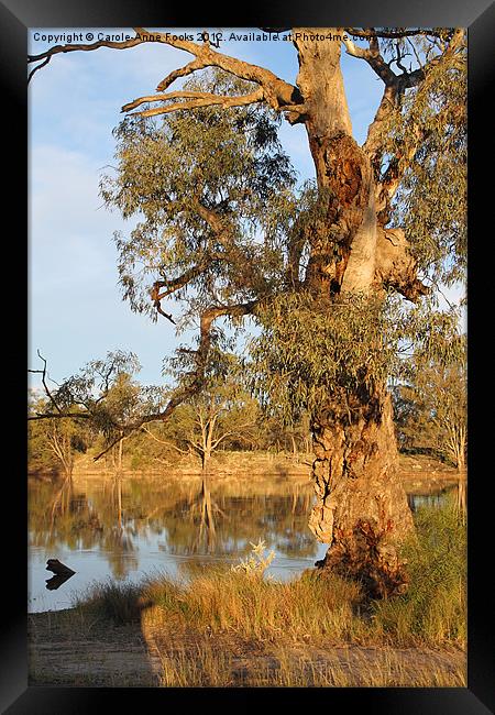 River Murray & River Red Gum Framed Print by Carole-Anne Fooks