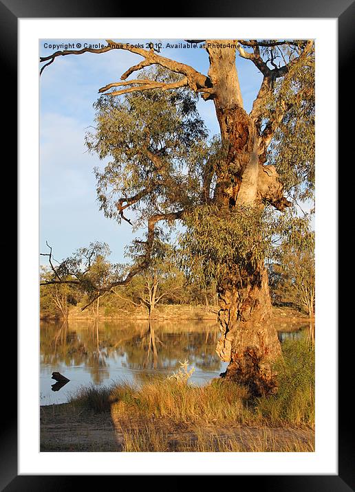 River Murray & River Red Gum Framed Mounted Print by Carole-Anne Fooks