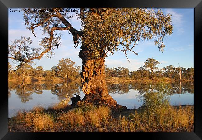 River Murray reflections Framed Print by Carole-Anne Fooks