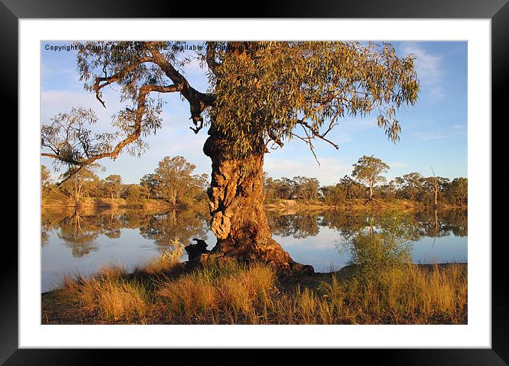River Murray reflections Framed Mounted Print by Carole-Anne Fooks