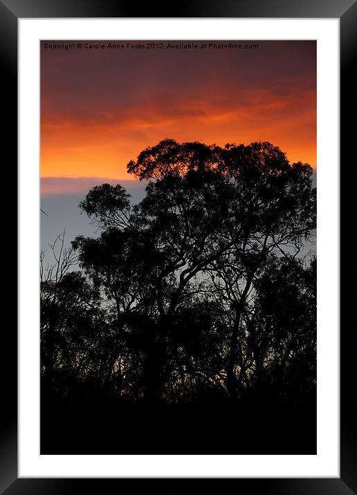 River Murray Trees at Sunset Framed Mounted Print by Carole-Anne Fooks