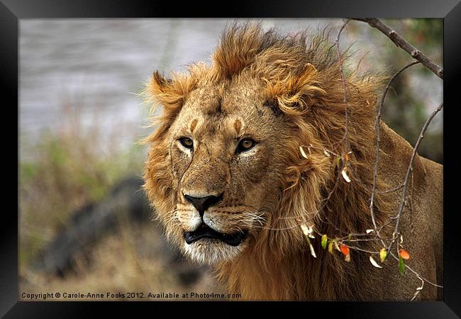 Large Male Lion Looking Intently Framed Print by Carole-Anne Fooks