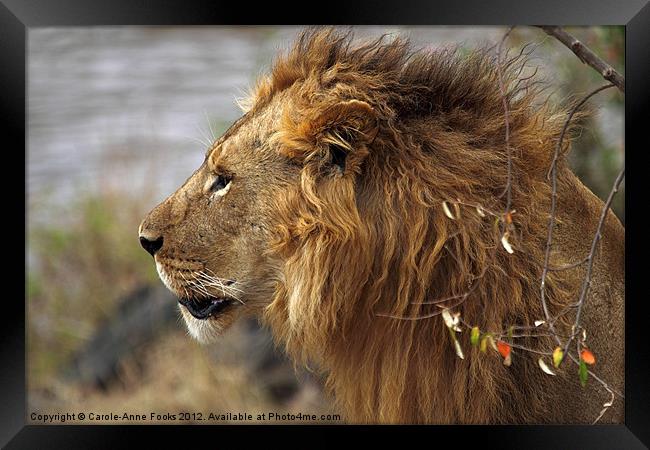 Large Male Lion Emerging from the Bush Framed Print by Carole-Anne Fooks